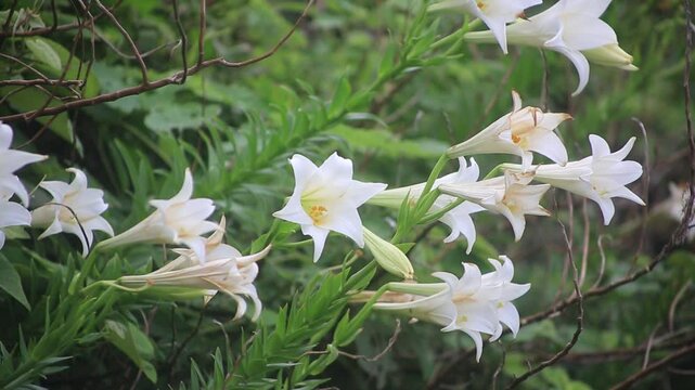 奄美大島の自然、百合の季節、自然の百合。