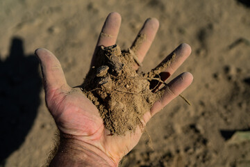 Farmer collecting soil. Agronomist checking soil and plant health on farm. Soil in Farmers hand. Land soil prepared for planting. Planting season. Humus Fertile earth ready for sowing. Grunge soiling.