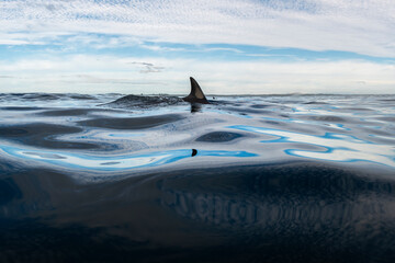A dolphin bursts through the water off the coast of Australia.