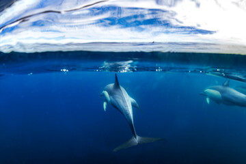 Dolphins swim smoothly beneath the calm waters of Australia.