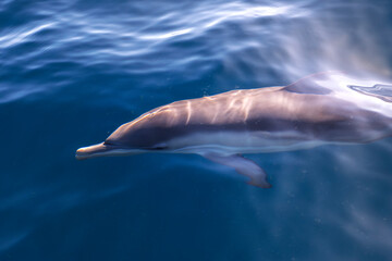 Fototapeta premium Dolphins swim smoothly beneath the calm waters of Australia.