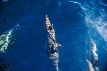Dolphins swim smoothly beneath the calm waters of Australia.