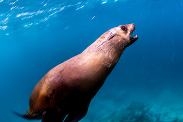 Naklejka premium A seal twirls playfully in the crystal-clear water, Australia.