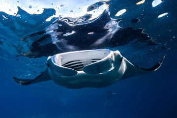 A manta ray glides effortlessly near Lady Elliot Island’s coral reefs.