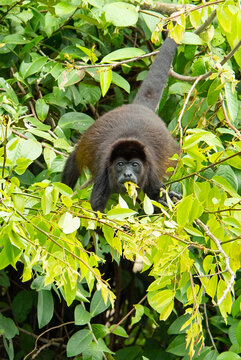 Howler Monkey 3