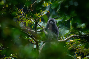 Javan langur, javan lutung, or lutung jawa (Trachypithecus auratus) relaxing while sitting on big tree branch, found in Pekalongan rainforest, Indonesia