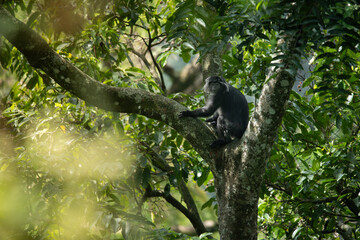 Javan langur, javan lutung, or lutung jawa (Trachypithecus auratus) relaxing while sitting on big tree branch, found in Pekalongan rainforest, Indonesia
