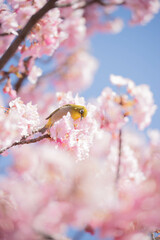河津桜