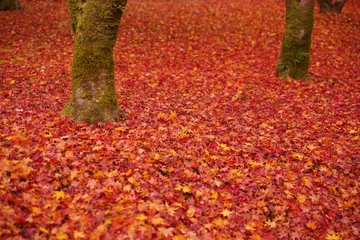 Foto op Canvas 紅葉 © tonpei
