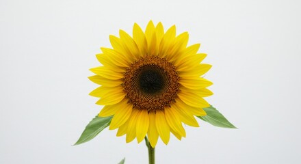 Naklejka premium Close up of a vibrant yellow sunflower with a dark center against a plain white background, perfect for spring and summer designs