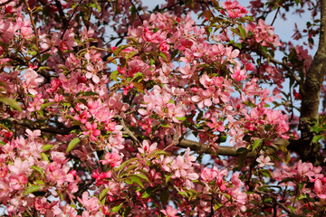 beautiful blooming pink ornamental cherry tree

