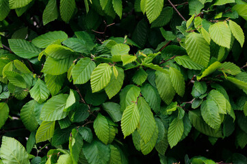 fresh green leaves close up

