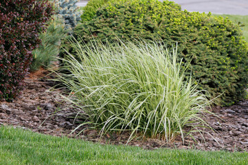ornamental bush miscanthus in the garden

