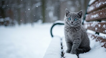 Small gray kitten with bright blue eyes sitting on a snow-covered wooden bench in a winter garden