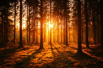 Obraz premium Golden Sunlight in the Woods