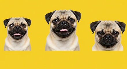 Obraz premium Pug Life: Golden Hues & Grumpy Faces AI Generated