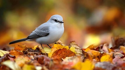 Cute Little Bird on Autumn Leaves, Fall Nature Scene