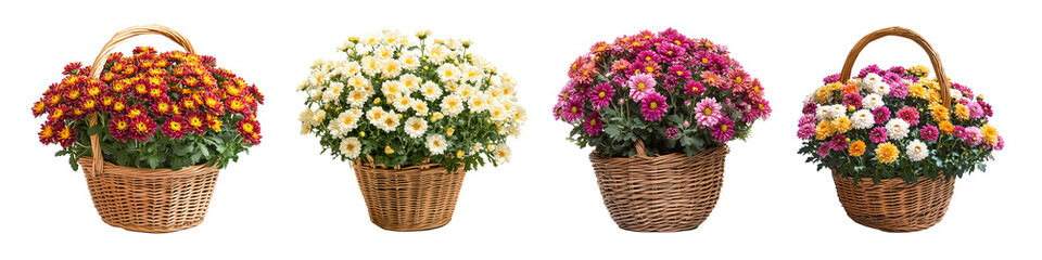 Full Basket of Chrysanthemums