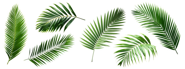 PNG Tropical palm leaves collection, elements on transparent background