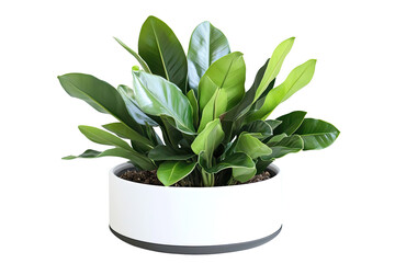 Potted plant, vibrant green leaves