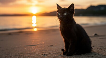 Obraz premium Black cat sitting on sandy beach during sunset with green eyes gazing at camera