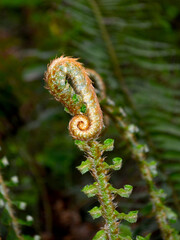 fern in the forest