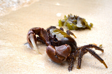 Crab and seaweed