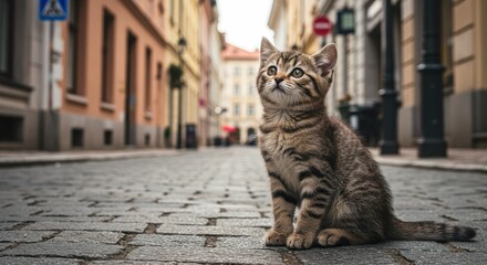 Fototapeta premium Young tabby kitten with brown and black striped fur sitting on wet cobblestone street in quaint European town