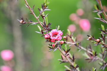 ギョリュウバイ