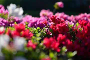 カラフルなキリシマツツジ