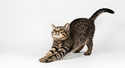 A tabby cat stretching its front paws on a white background looking upwards with its tail up high
