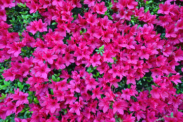 カラフルなキリシマツツジ