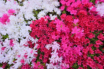 カラフルなキリシマツツジ