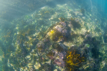 Beautiful kelp seaweed and coral reef underwater.