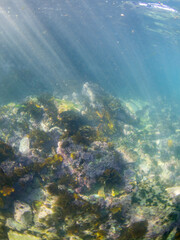 Beautiful kelp seaweed and coral reef underwater.