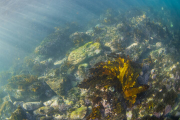 Beautiful kelp seaweed and coral reef underwater.