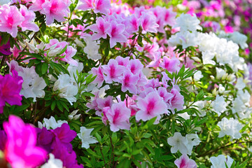 綺麗な咲いたツツジ