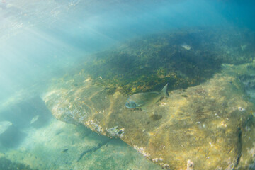 A fish swims near rock platform underwater.