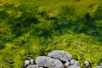 Beautiful Algae Texture at shoreline