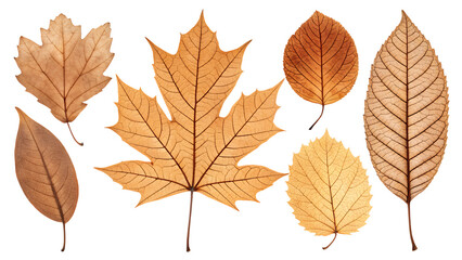 Fototapeta premium Golden Leaves in Autumn's Embrace: A close-up of stunning collection of autumn leaves in varied shapes and warm hues. Featuring a detailed exploration of each leaf's textures and structures.