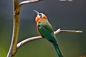 The red-bearded bee-eater
