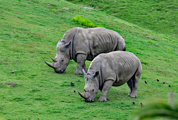 Fototapeta premium A pair of black rhinoceros aka Diceros bicornis