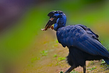  Abyssinian ground hornbill or northern ground hornbill © Amazing ActionShots