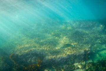 A single fish is swimming near the reef underwater.
