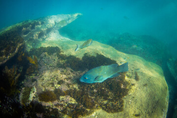 A blue grouper swims near the coral reef.