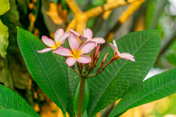 pink frangipani flower. Kamboja Merah (Plumeria rubra) in the garden. Also known as frangipani, red...