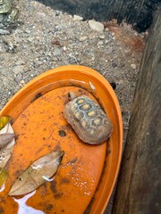 A tortoise sitting in the dirt