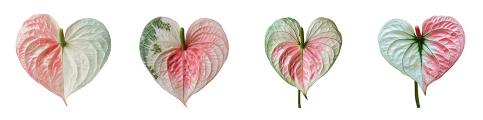 Detailed View of Heart-Shaped Anthurium Leaf