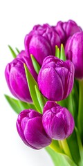 Fototapeta premium A bouquet of vibrant purple tulips with green stems against a white background