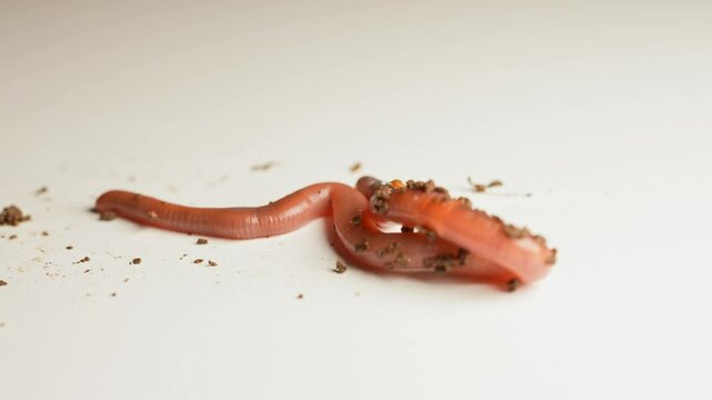 Earthworm is crawling at white surface. Nightcrawler in soil creeps and wiggle up macro close up. Natural Fishing bait. Soil dwelling terrestrial invertebrate. Scoleciphobia fear of worms.